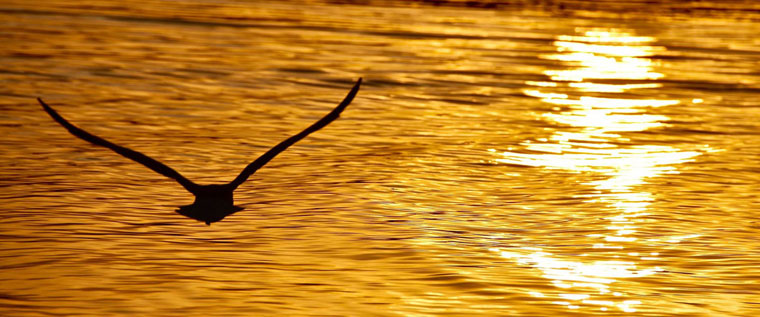 P-Aged-care-Gull-in-full-flight-over-golden-water-