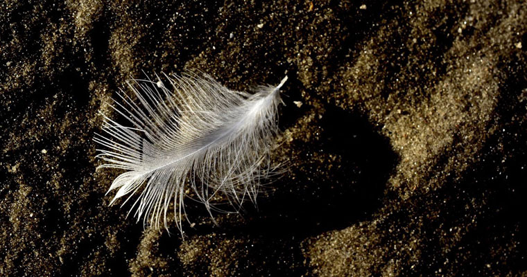 P-personal-care-White-feather-on-dark-soil